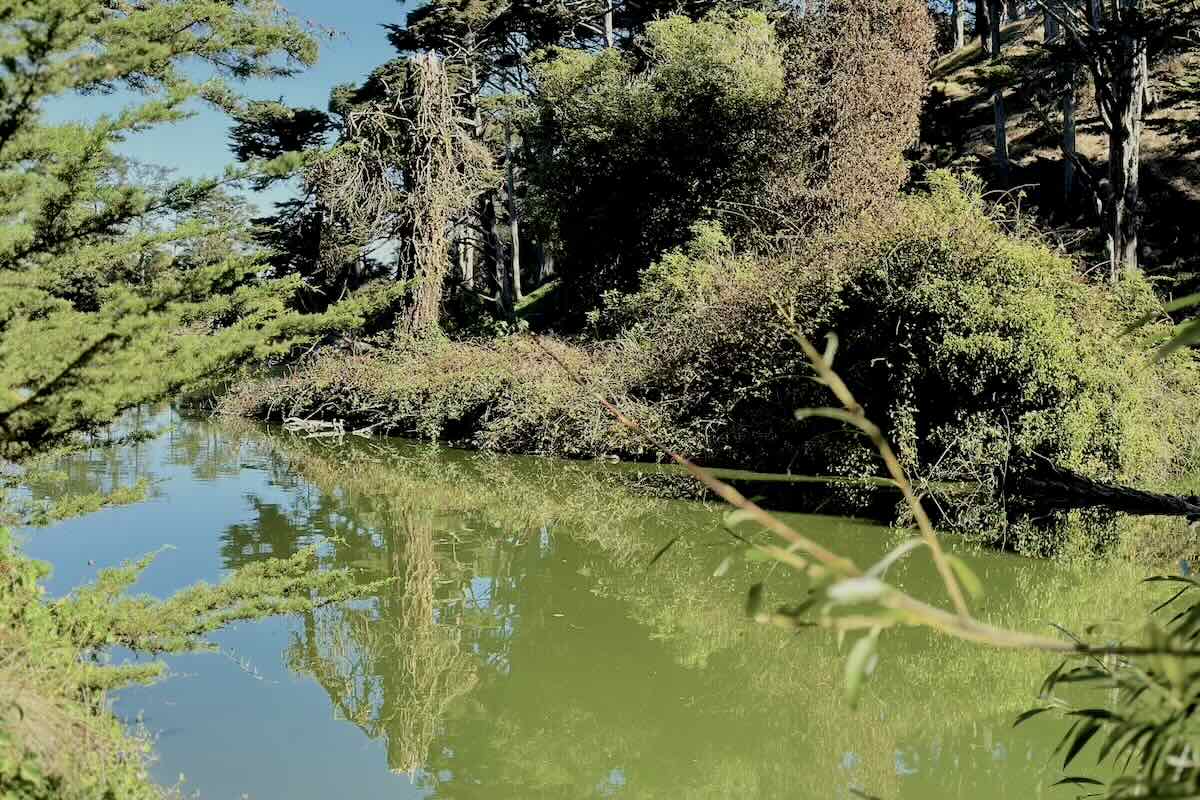 Stowe Lake in San Francisco