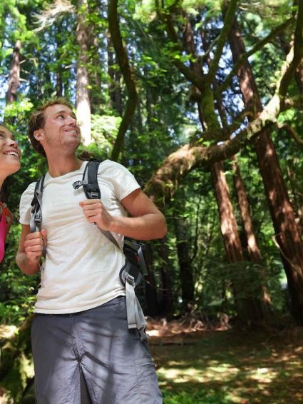 People taking a tour of Muir Woods